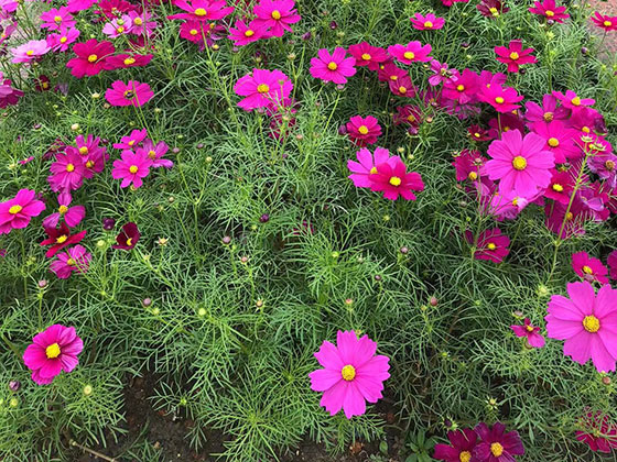 昆明仿真花人造花-广场花坛摆设租赁